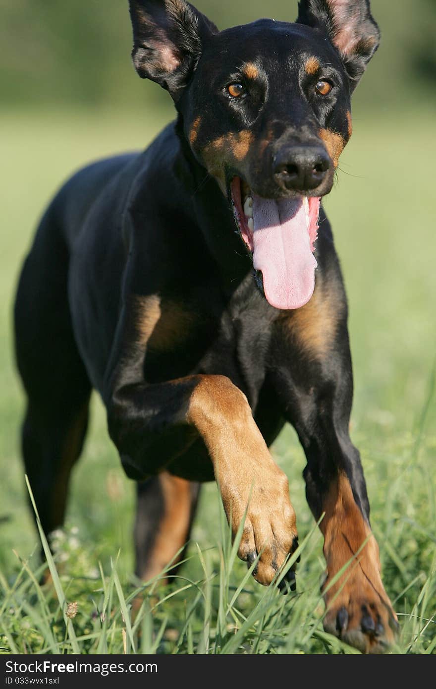 Portrait of a wild running happy doberman dog