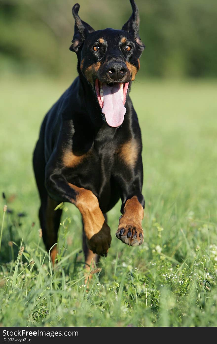 Portrait of a wild running doberman dog