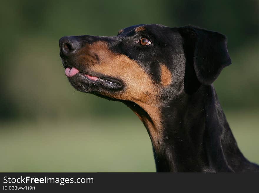 Portrait of the head of a smiling doberman dog