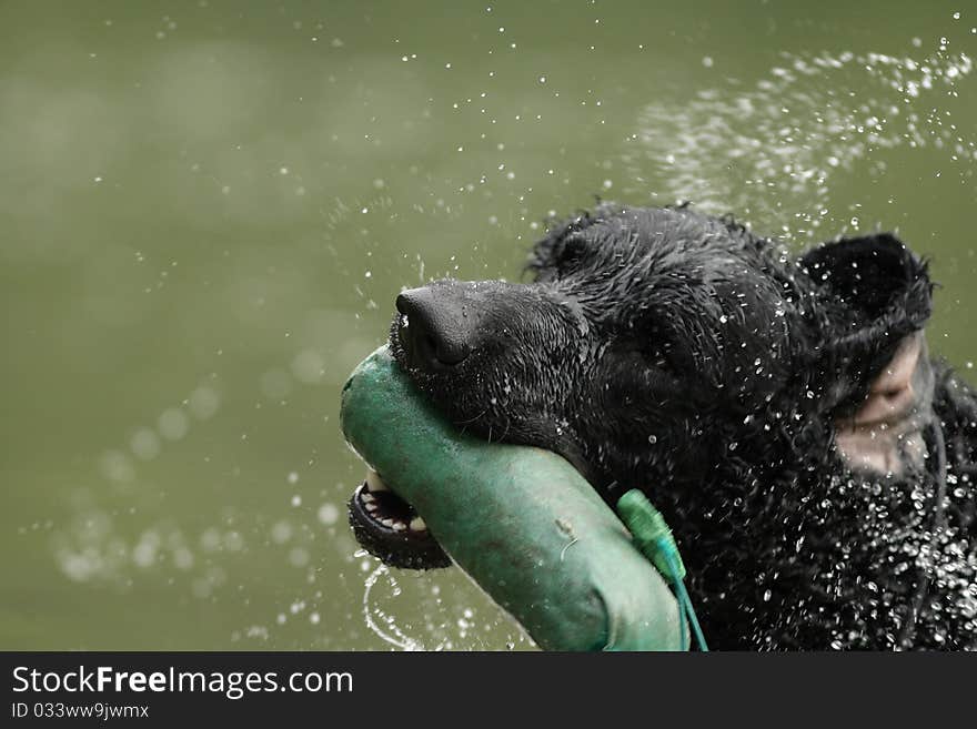 Black Retriever Dog With Dummy