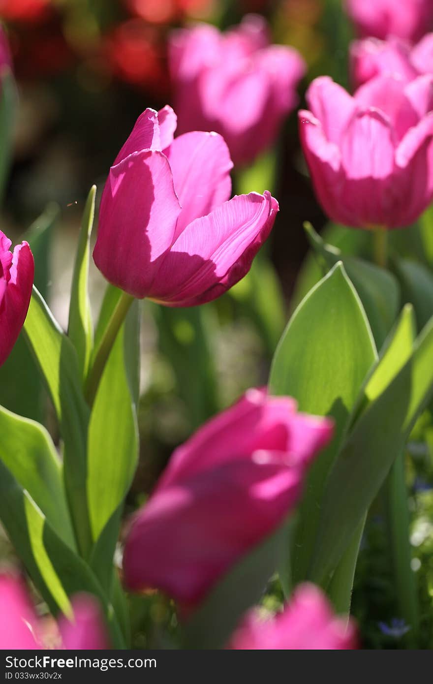 Pink tulip flower and leaf with tulip background