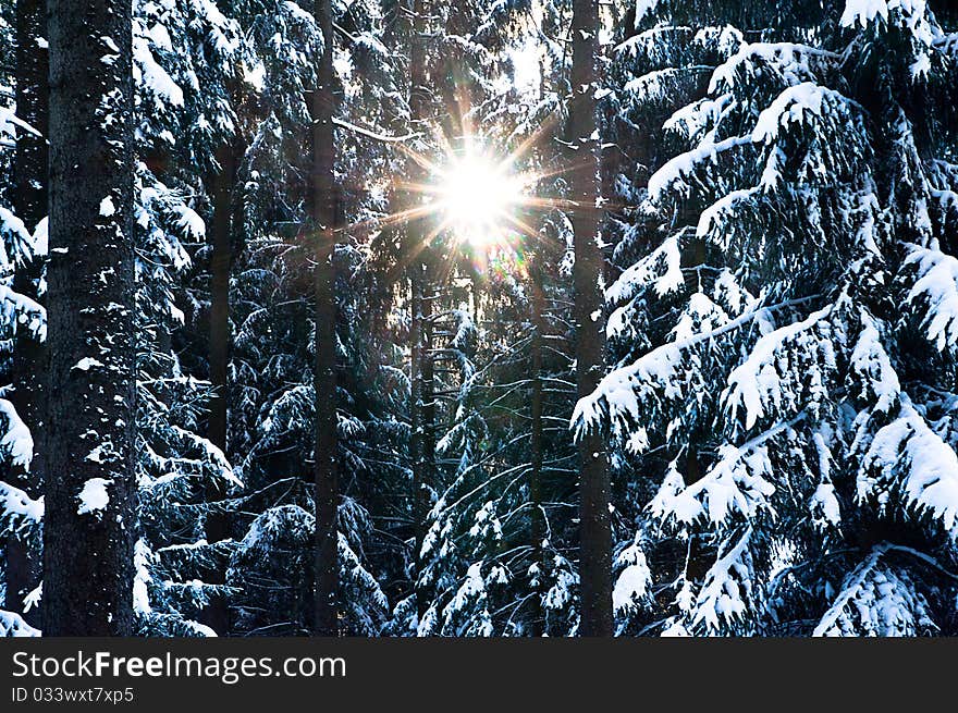 Sun looking through snowy Fir Tree, taken with D700. Sun looking through snowy Fir Tree, taken with D700