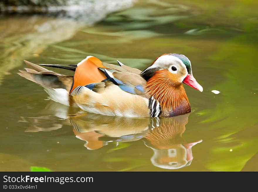 Duck swimming in water with reflection