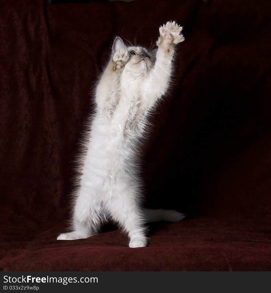 Ragdoll kitten playing on a dark background