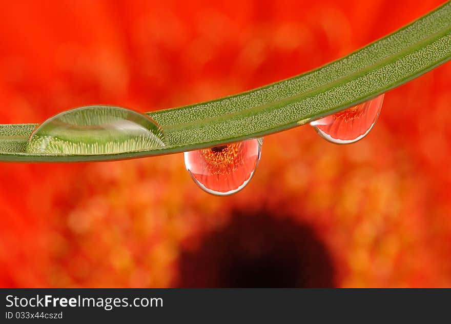 Flower inside rain drops