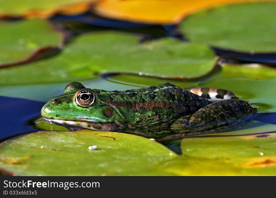 Green frog