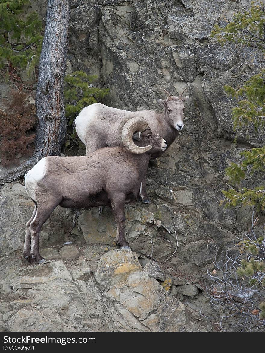 Bighorn sheeps during winter in Yellowstone