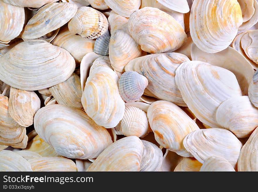 Background from sea cockleshells. Nature background