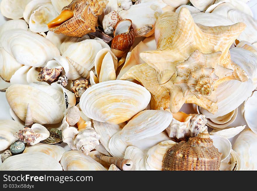 Background from sea cockleshells. Nature background