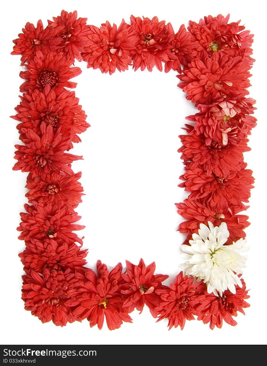 Red Chrysanthemum Frame