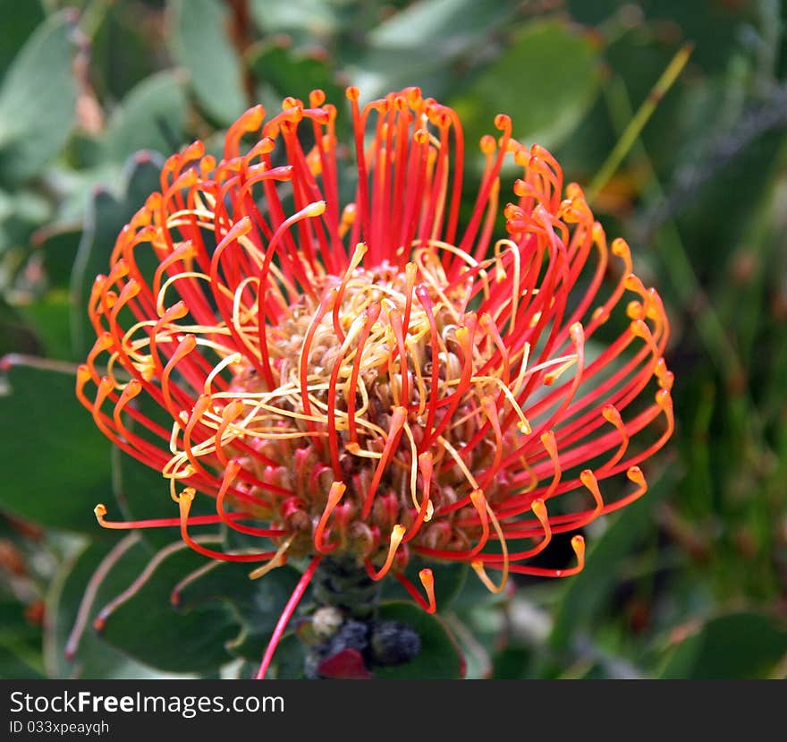 This is an image of a South African wildflower. This is an image of a South African wildflower.