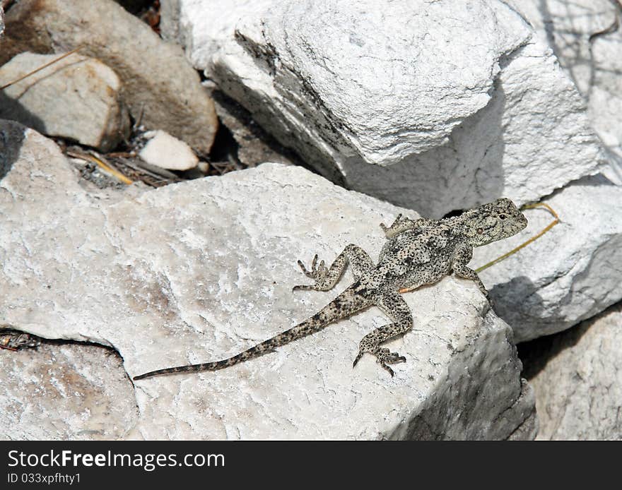 This is an image of a lizard on an African safari.