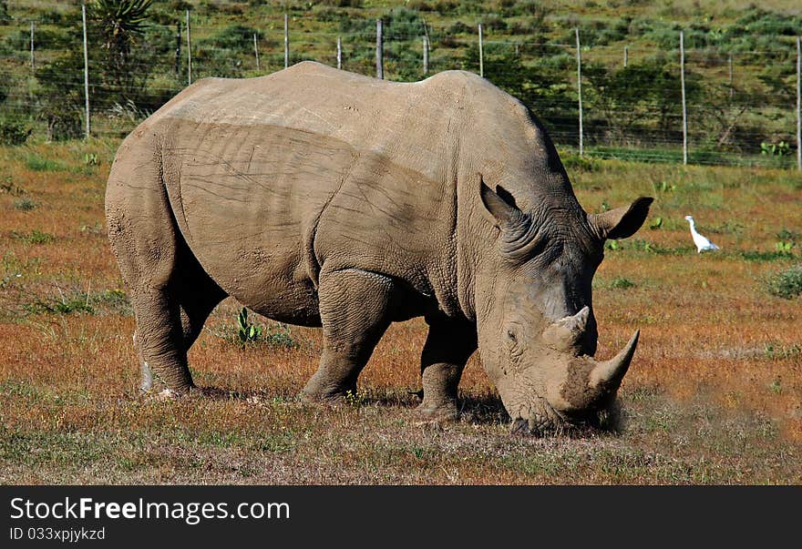 This is an image of a south African Rhinoceros.