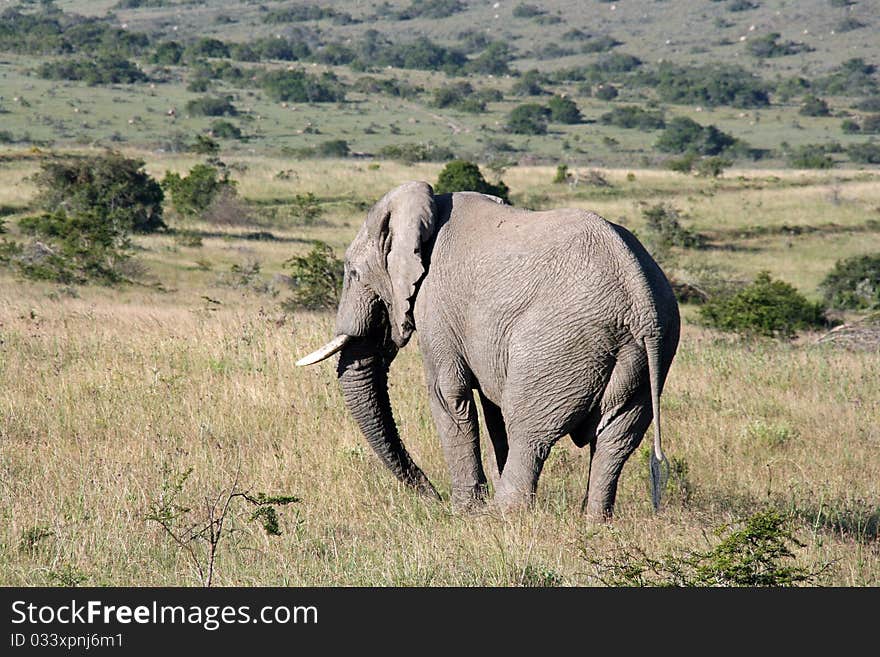 This is an image of a wils South African Elephant. This is an image of a wils South African Elephant.