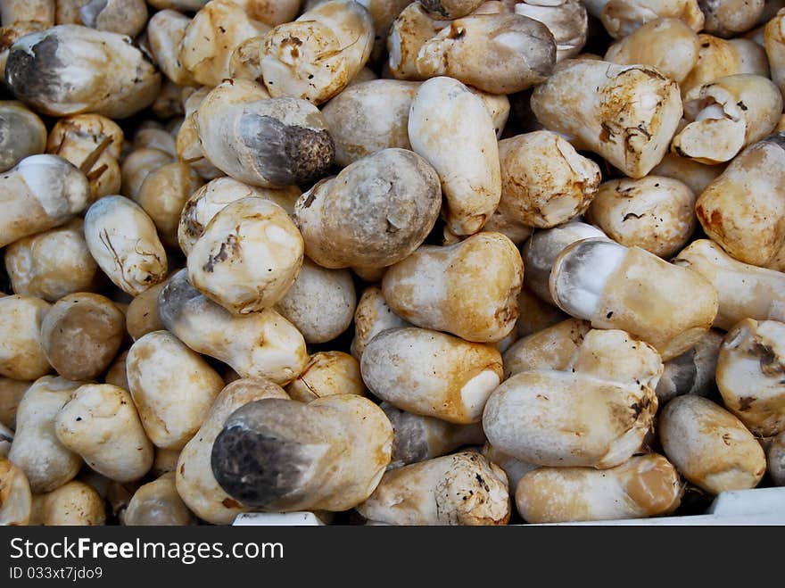 Fresh mushroom in market closeup background , Asia , Thailand