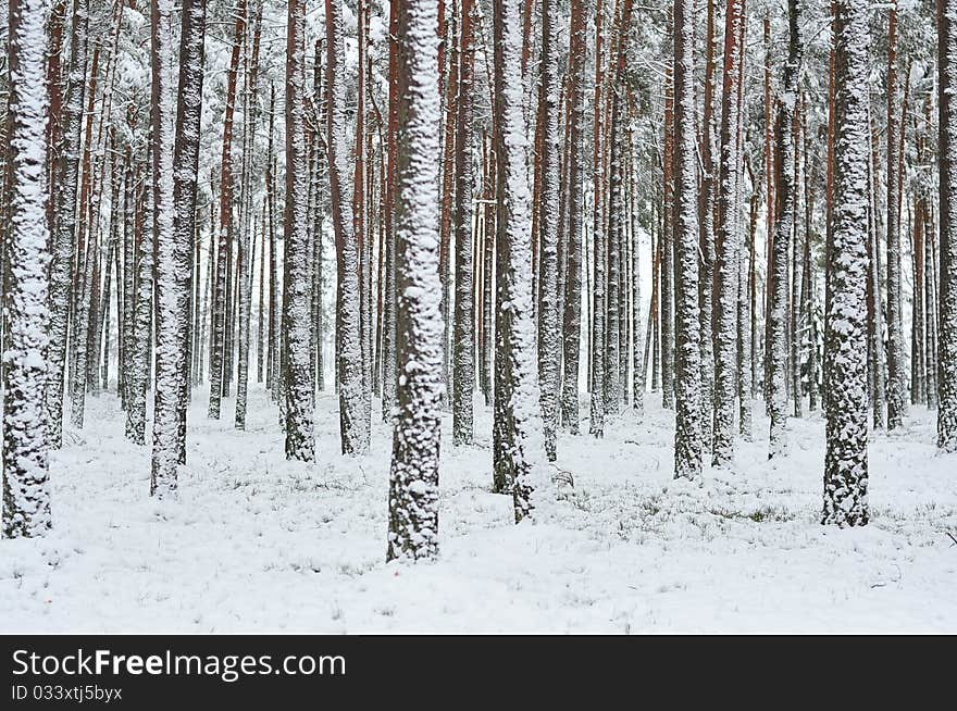 Forest in winter