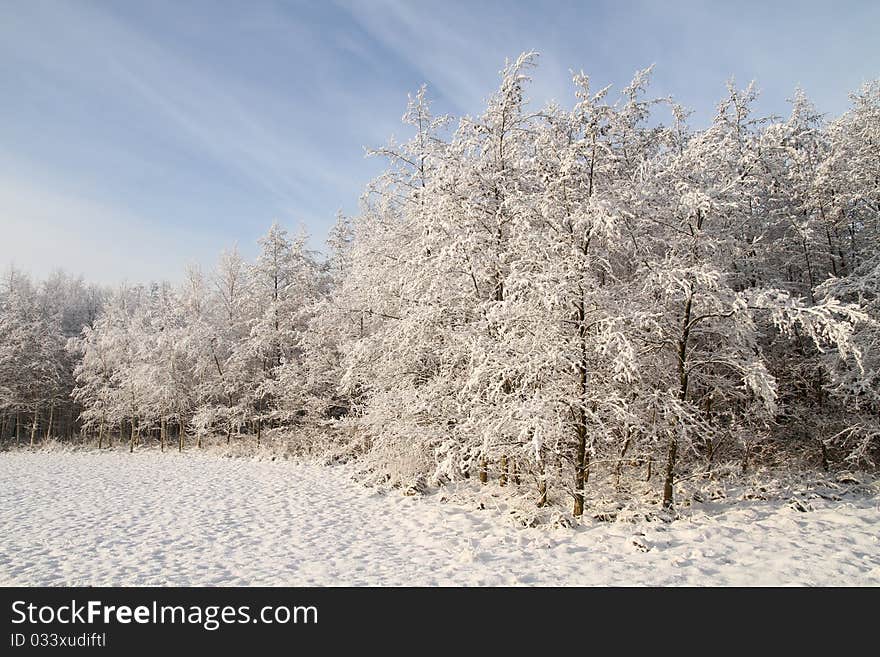 Winter scene: Forest covered with snow