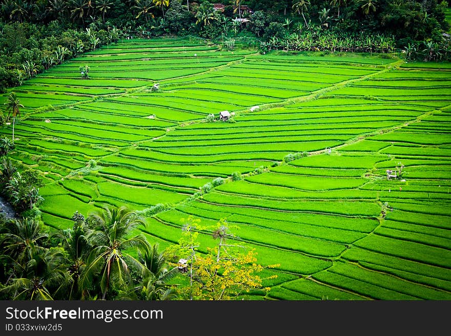 Beautiful lines in rice terrace field. Beautiful lines in rice terrace field