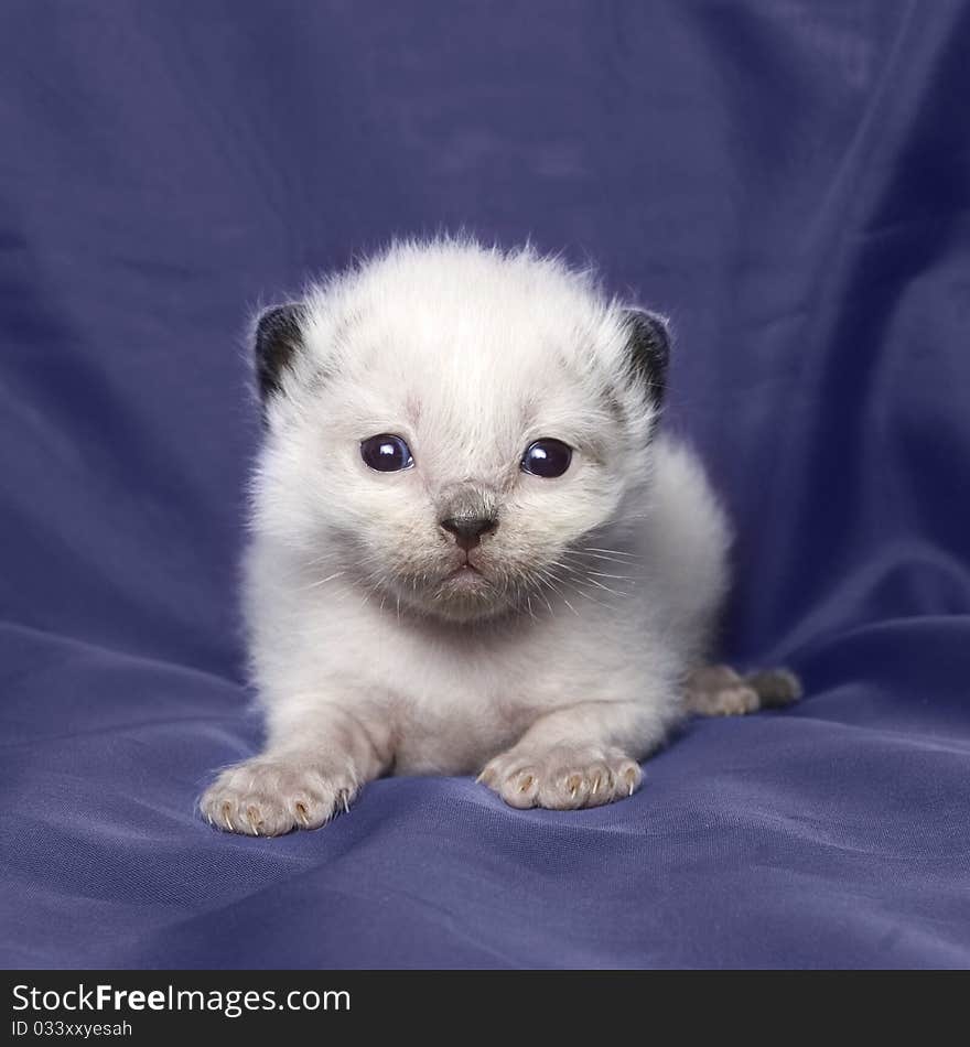 Ragdoll kitten 3 weeks old on a blue bakcground