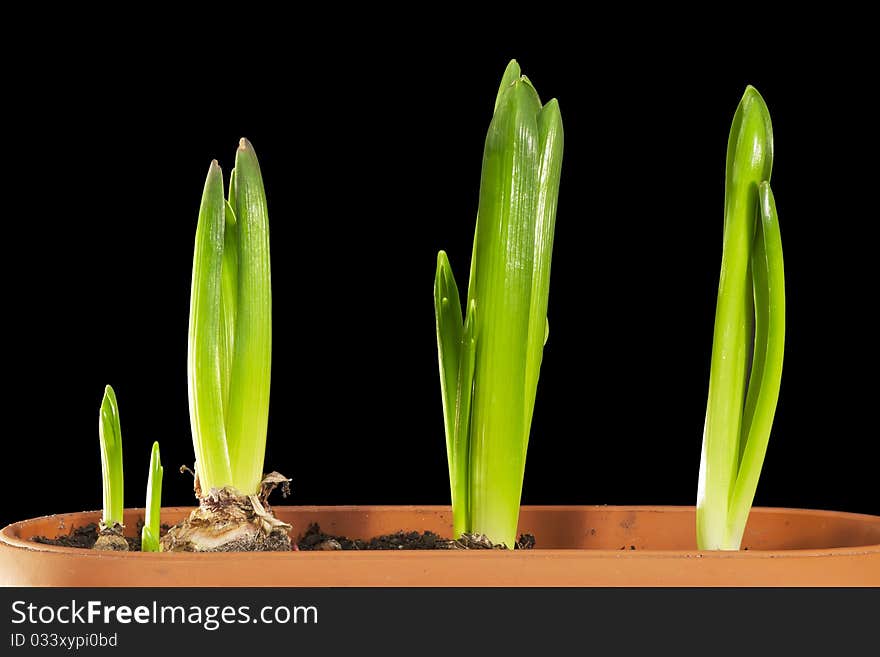 Green Dutch tulip sprouts isolated on black