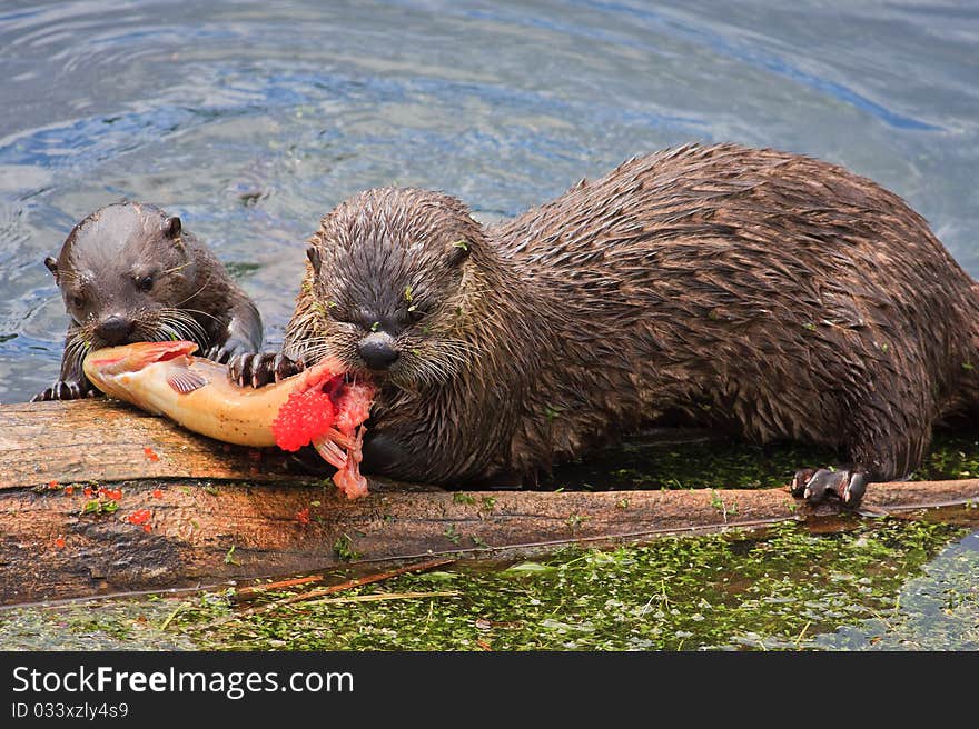 River Otters feeding on Cutthroat Trout