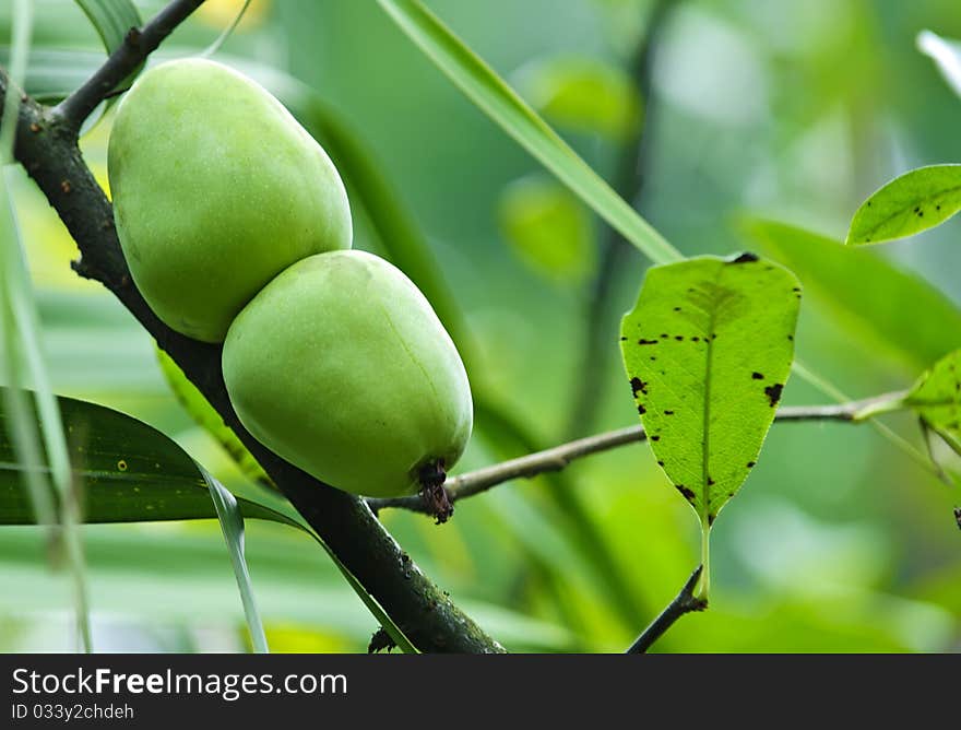 Details of green pear fruit in a garden