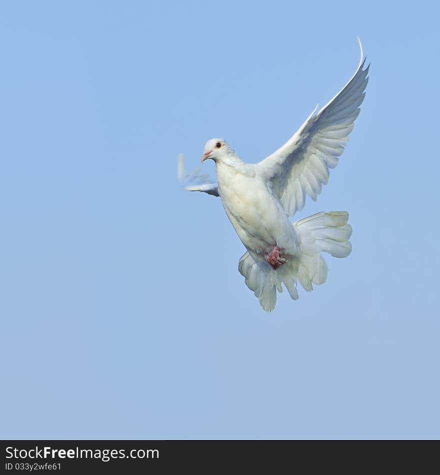 White dove in free flight under blue sky