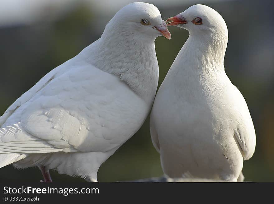 Two loving white doves in a garden