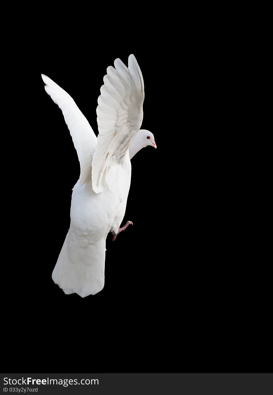 White dove in free flight with isolated black background