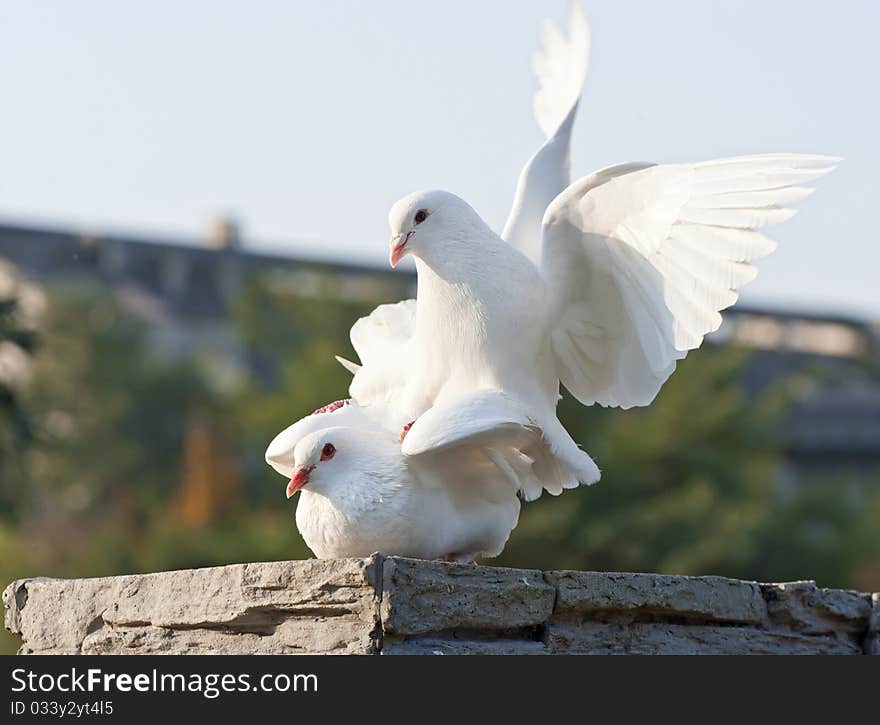 Two cute loving white doves in a park. Two cute loving white doves in a park