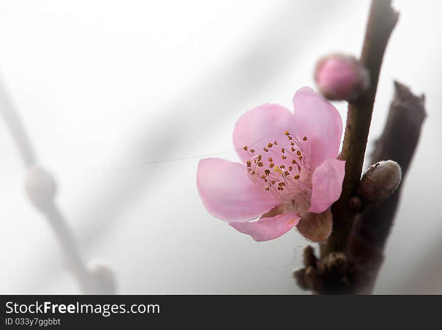 Pink Plum flower with nice background color