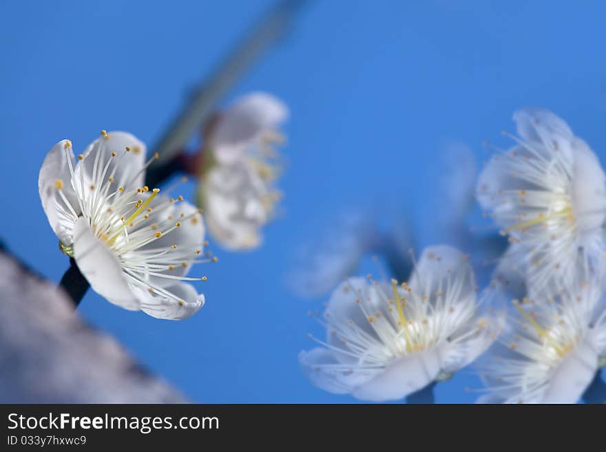 Pink Plum flower with nice background color