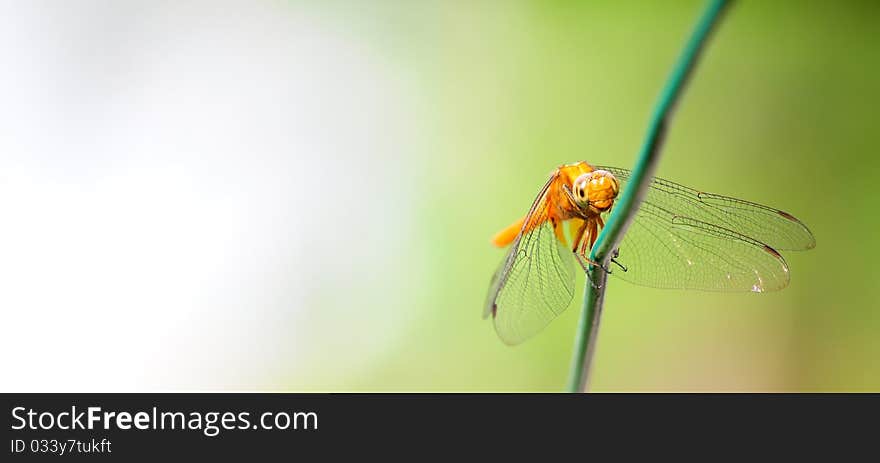 A dragonfly resting on a wire