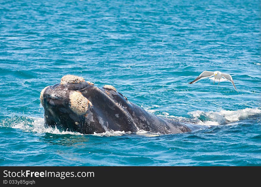 Southern Right whale and seagull.