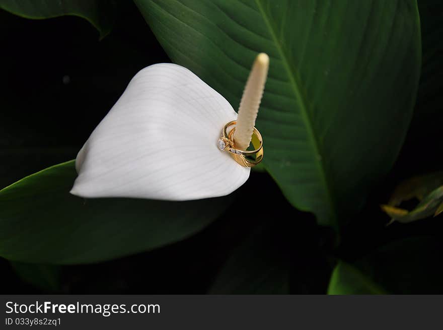 Taken from home garden with wedding rings. Taken from home garden with wedding rings.