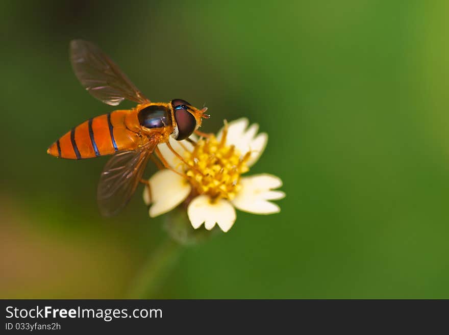 Hoverfly