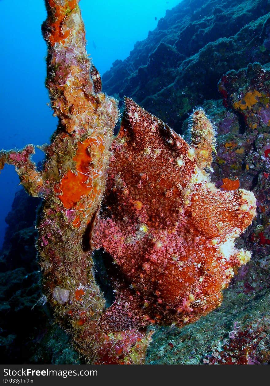 Scuba diving photo frog fish nemo/nimo picture taken in okinawa japan mar sea tropical beach swim surf fun