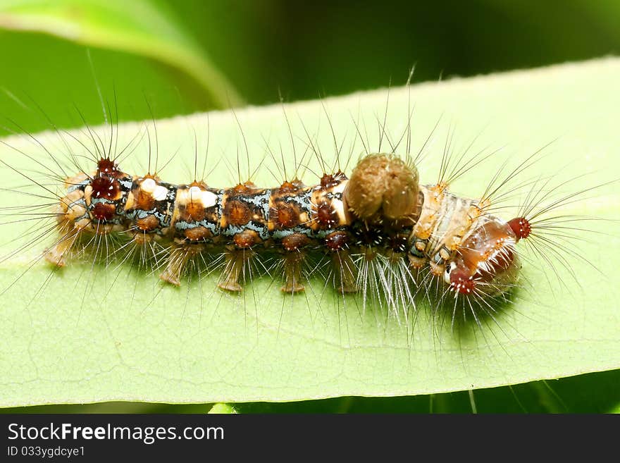 Caterpillar On Leaf