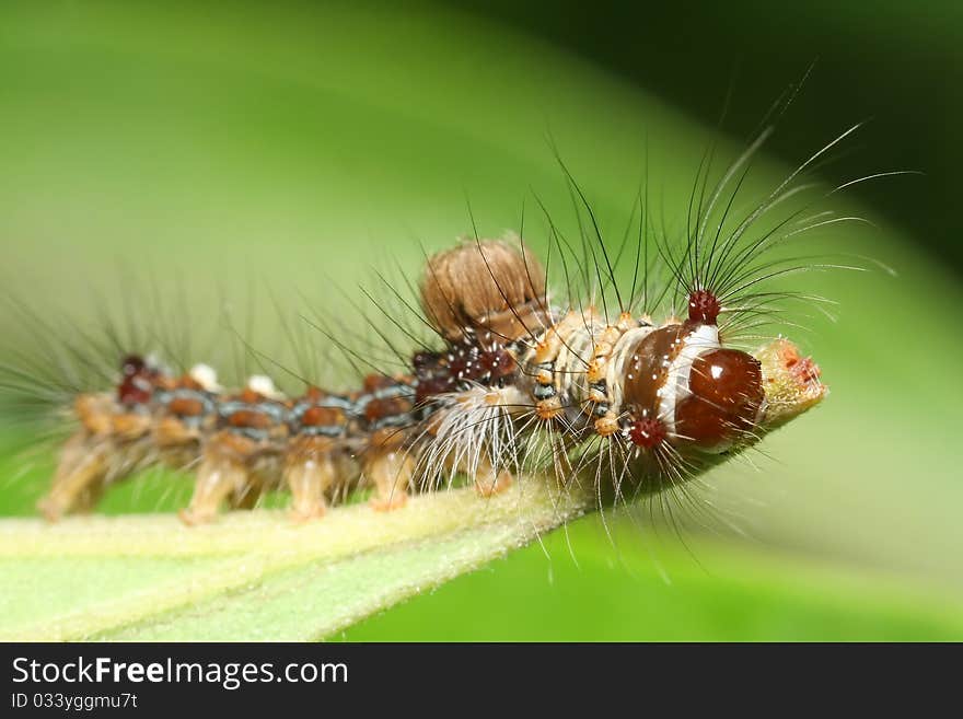 Caterpillar macro on green leaf