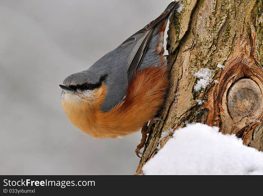 Nuthatch bird.