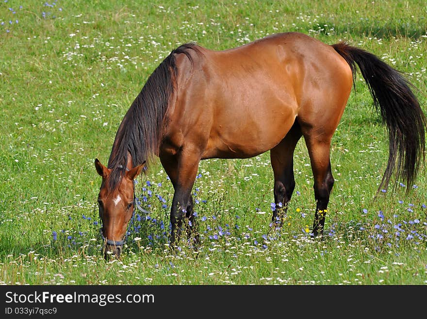 Horse and meadow with flowers