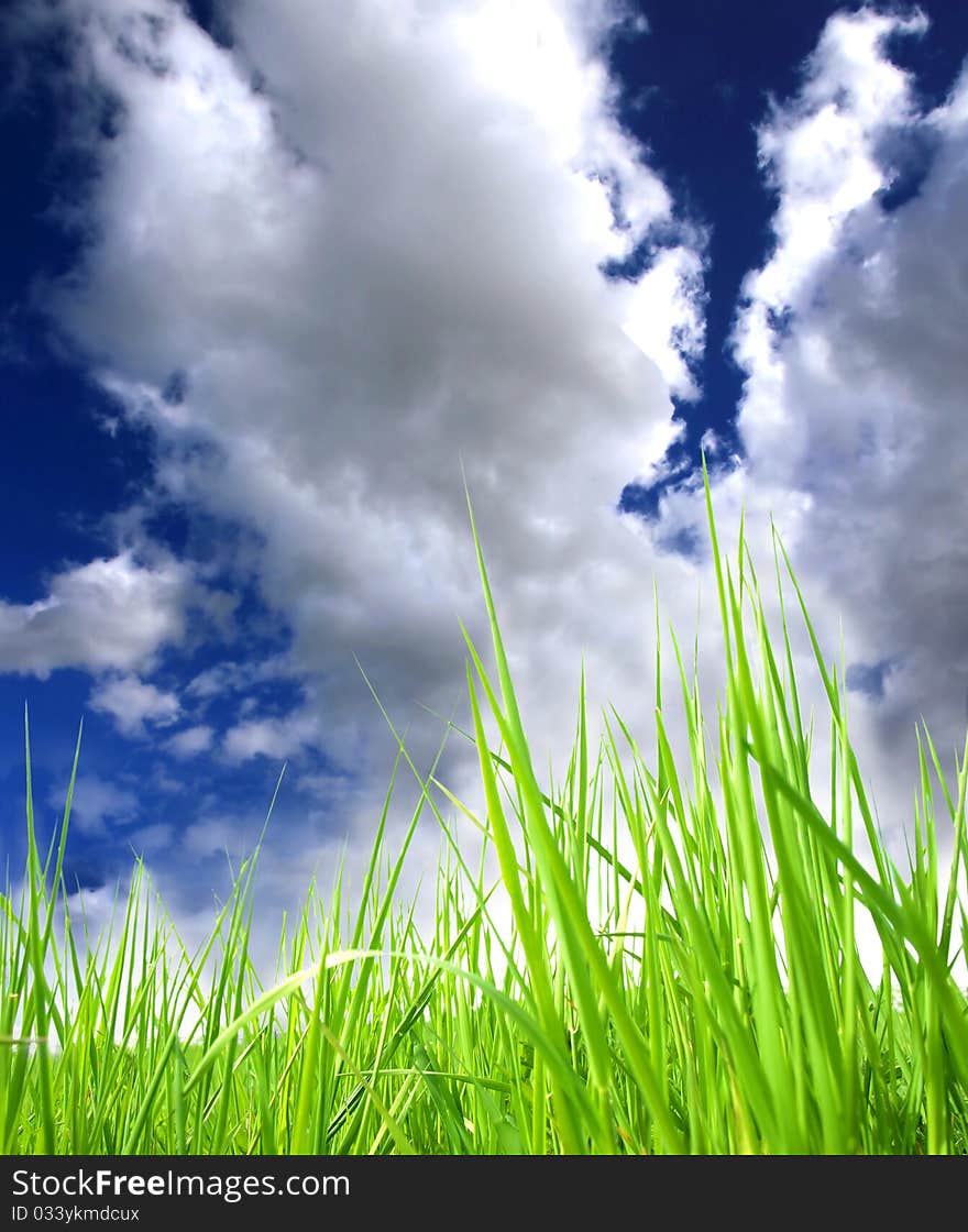 Detail of fresh green grass with perfect sky background. Detail of fresh green grass with perfect sky background