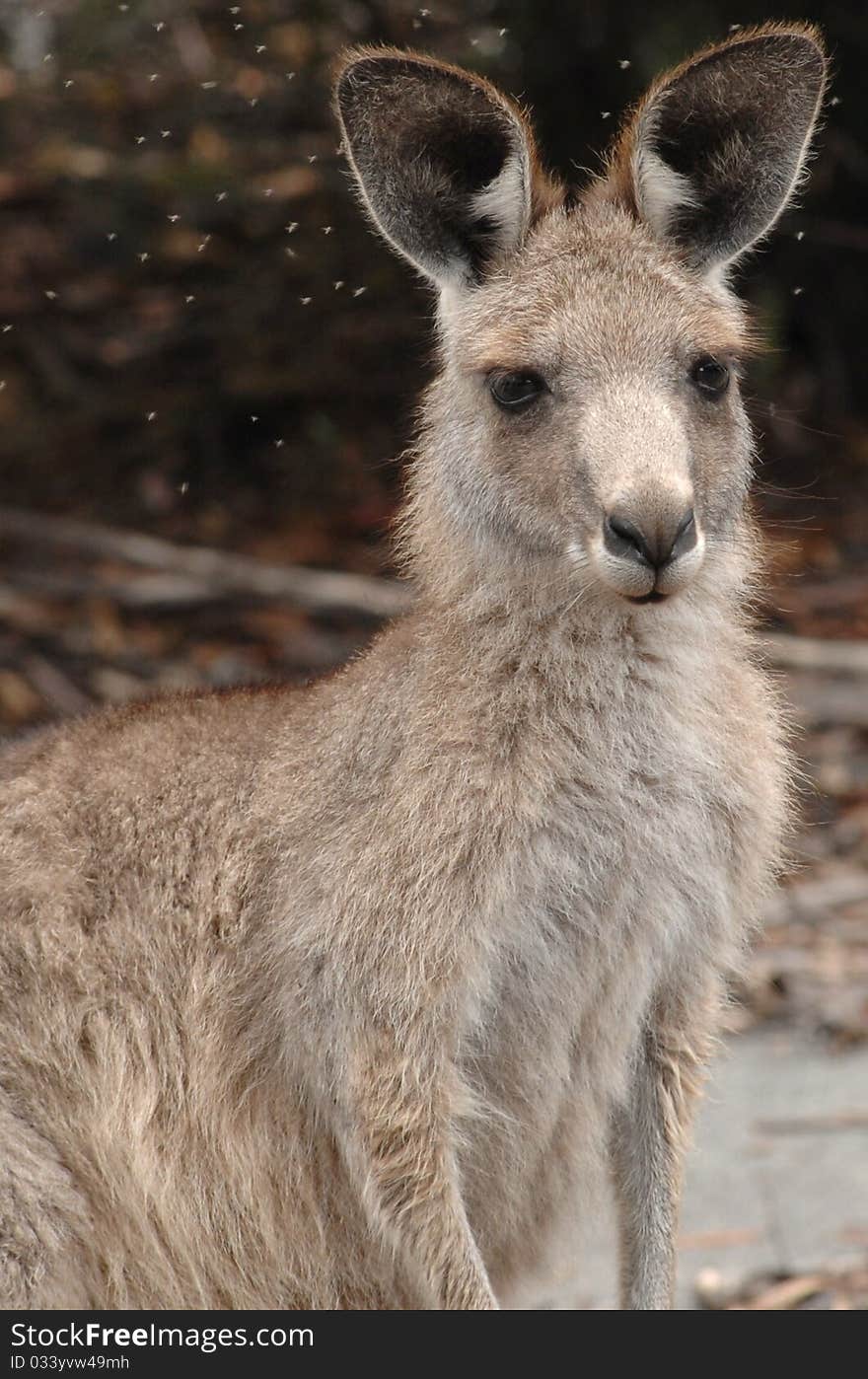 An Australian Kangaroo surrounded by flies. An Australian Kangaroo surrounded by flies.