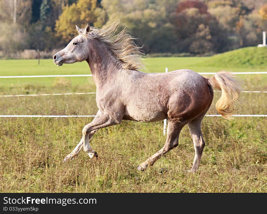 Young Arabian mare gallops through the meadows. Young Arabian mare gallops through the meadows