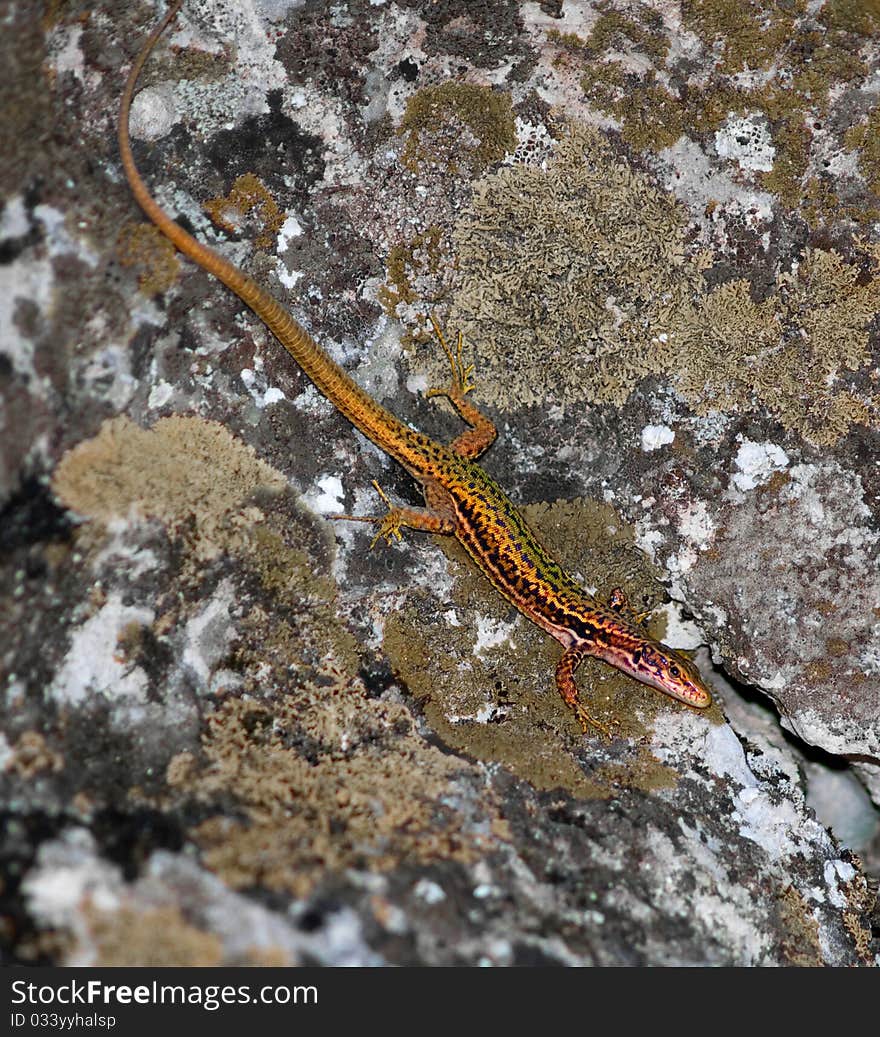 Vivid lizard on a grey stone wall. Vivid lizard on a grey stone wall