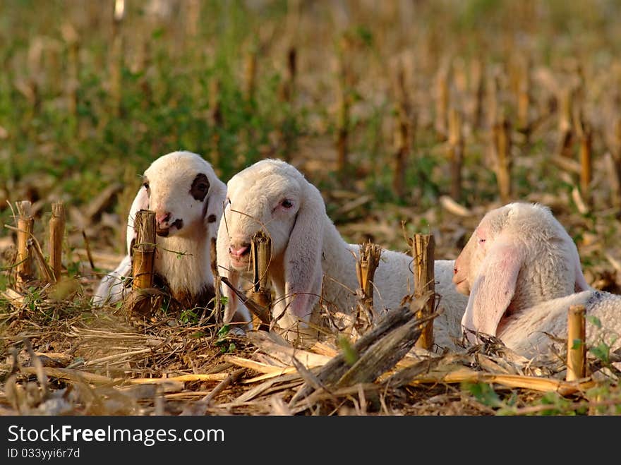 A small sheep in breack. A small sheep in breack