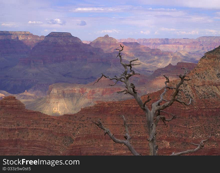 A dead tree backdropped by the Grand Canyon. A dead tree backdropped by the Grand Canyon