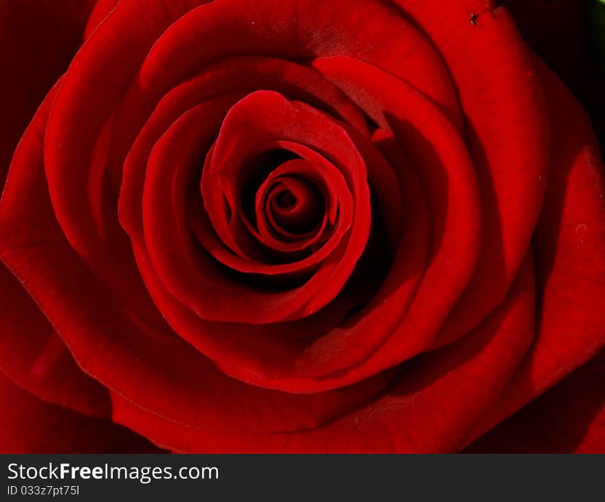 Red rose macro close up