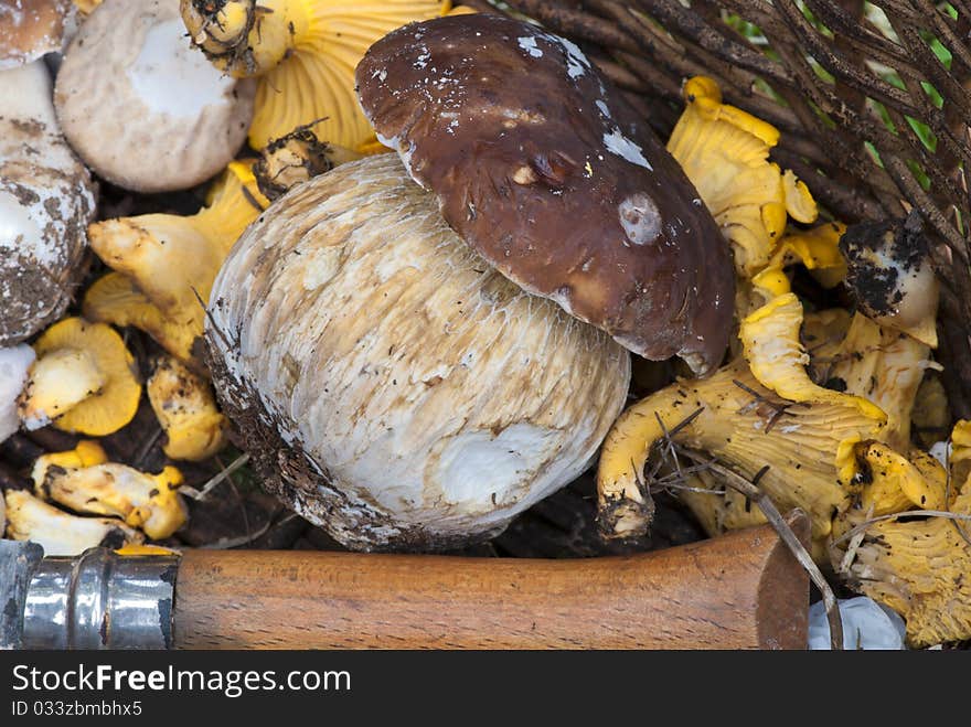 Mushrooms Basket, Italy