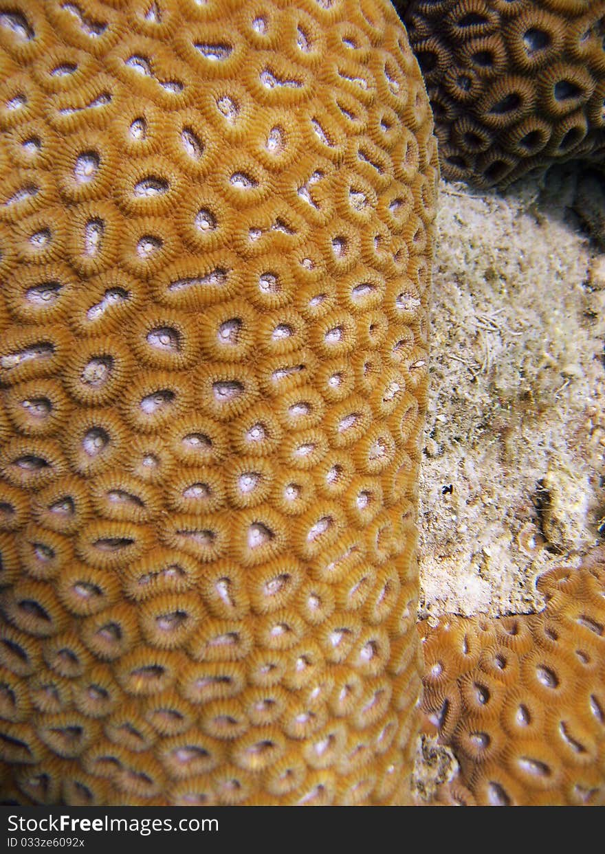 Underwater Life of Great Barrier Reef